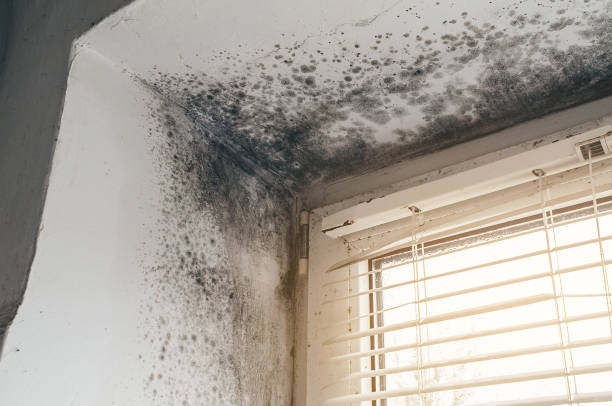 Affordable Black Mold Removal solutions in Franklin Park, PA