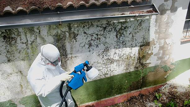 Top rated local Black Mold Removal specialists in Franklin Park, PA